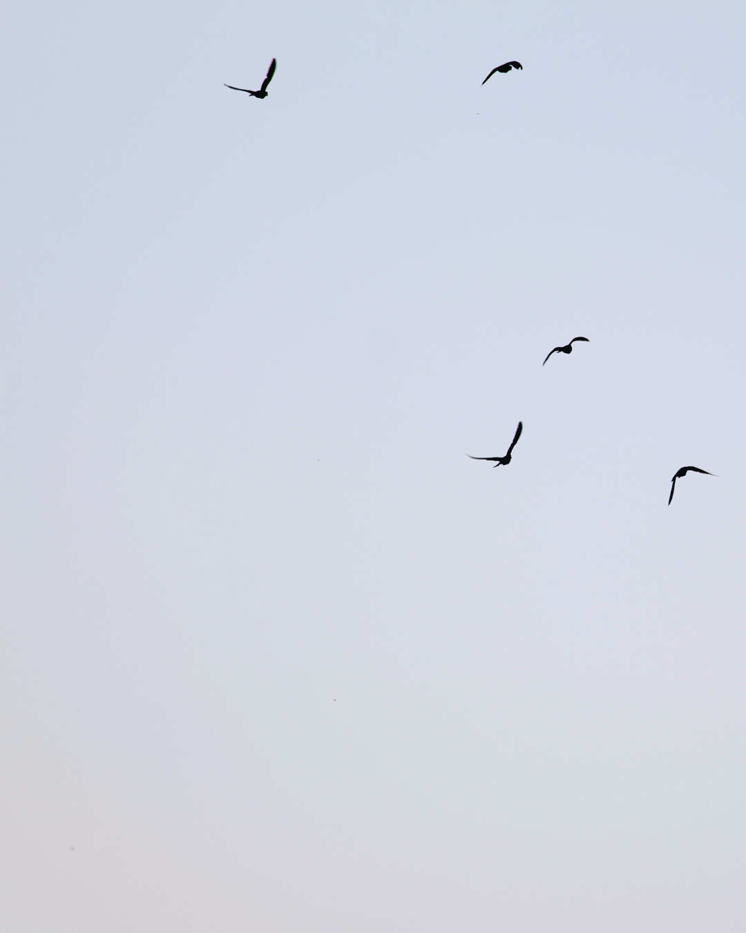 From Waste to Nourishment: The Circle of Life Behind Swiftlet Bird’s Nest